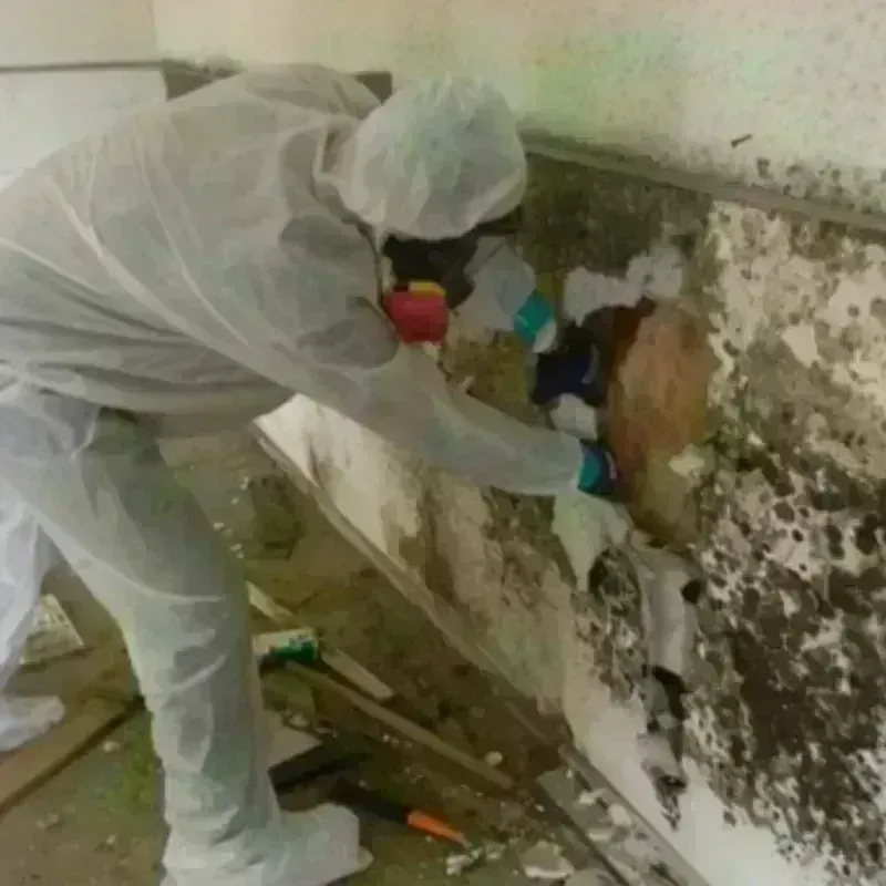 Mold Remediation and Removal in Christian County, KY